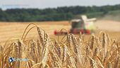 Il mondo senza grano