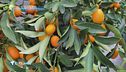 E-Garden: gli agrumi