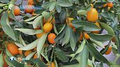 E-Garden: gli agrumi
