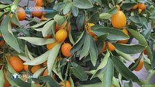 E-Garden: gli agrumi