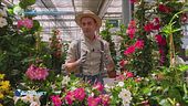 E-Garden: la dipladenia