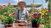 E-garden: la coltivazione in vaso delle rose