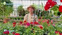 E-Garden: come coltivare il geranio