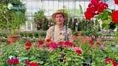 E-Garden: come coltivare il geranio