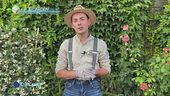 E-Garden: le piante rampicanti