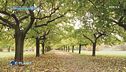 La città degli alberi