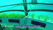 Orti in fondo al mare