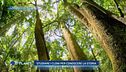 L'archivio degli alberi