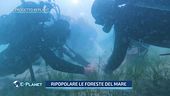Il progetto replant, ridiamo l'ossigeno al pianeta