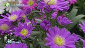 E-Garden, gli astri settembrini