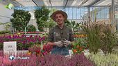 E-Garden: il balcone in autunno