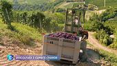 Viticoltura e climate change