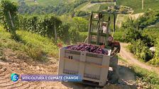 Viticoltura e climate change