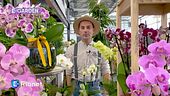 E-Garden: l'orchidea farfalla