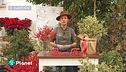 E-Garden, come prendersi al meglio delle nostre piante