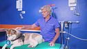 Il progetto leishmania free