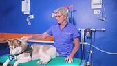 Il progetto leishmania free