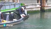 Venezia, canali ripuliti