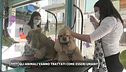 Gli animali vanno trattati come esseri umani?