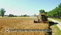 Ucraina - Il grano scarseggia, restiamo senza pasta e pane?