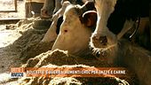 Bollette e guerra: aumenti choc per latte e carne