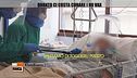 Quanto ci costa curare i No Vax