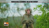 Vaiolo delle scimmie: un altro Covid?