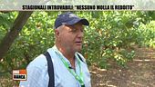 Stagionali introvabili: "Nessuno molla il Reddito"