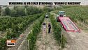 Vendemmia al via senza stagionali