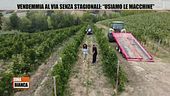 Vendemmia al via senza stagionali
