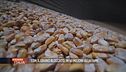 Con il grano bloccato, in 50 milioni alla fame