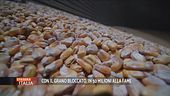 Con il grano bloccato, in 50 milioni alla fame