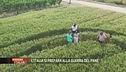 L'Italia si prepara alla guerra del pane