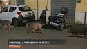 Cinghiali a passeggio in città