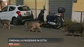 Cinghiali a passeggio in città
