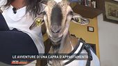 Le avventure di una capra d'appartamento