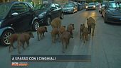A spasso con i cinghiali