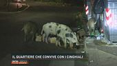 Il quartiere che convive con i cinghiali