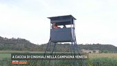 A caccia di cinghiali nella campagna veneta