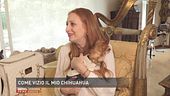 Come vizio il mio chihuahua