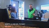 Insetti, il cibo del futuro?
