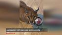 Animali feroci in casa: nuova moda