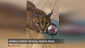 Animali feroci in casa: nuova moda