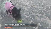 Martina e il suo maialino