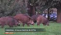 Cinghiali: sì alla caccia in città