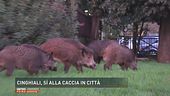 Cinghiali: sì alla caccia in città