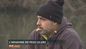 L'invasione dei pesci siluro