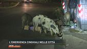 L'emergenza cinghiali nelle città