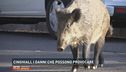 Cinghiali, i danni che possono provocare