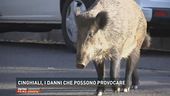 Cinghiali, i danni che possono provocare